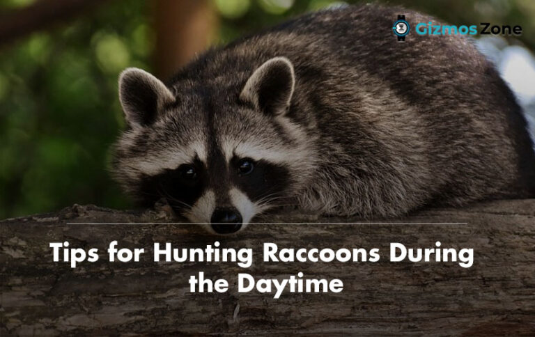 4 Tips for Hunting Raccoons During the Daytime - Gizmos Zone